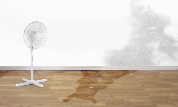 Best Mold removal after water damage  in Hamilton Square, NJ