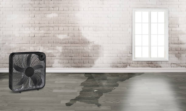 Best Flood damage cleanup  in Hamilton Square, NJ